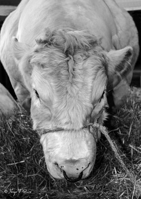 Taureau Blanc-Bleu-Belge - Salon de l'agriculture à Paris en 2006 - France