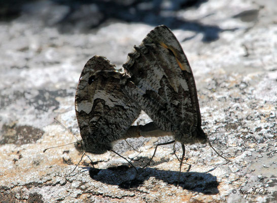 Mercure ou petit Agreste - Arethusana arethusa - L'accouplement du papillon (lépidoptère)
