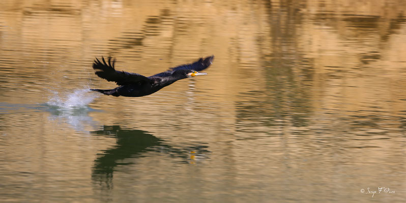 L'envol du cormoran (Phalacrocorax carbo)