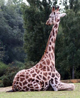 Giraphe