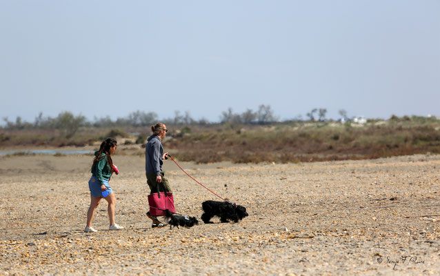 Promenade canine sur la plage - Les Saintes Maries de la Mer - Camargue - Bouches du Rhône - France