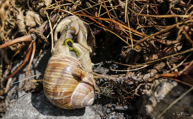Accouplement du Helix pomatia, de ses noms vernaculaires français escargot de Bourgogne, gros blanc, ou escargot de Champagne, est une espèce d'escargots de la famille des Helicidae, et du genre Helix.