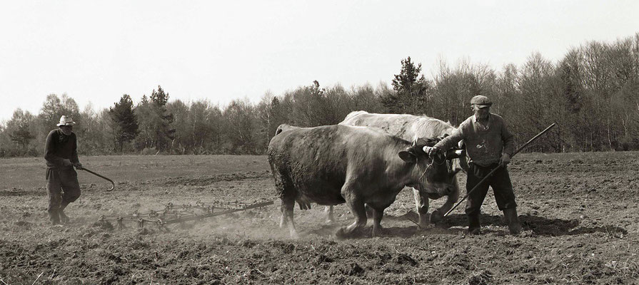 Paysans au champ - Le passage de la herse - Auvergne (1978)