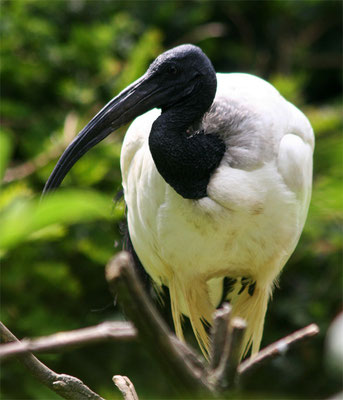 Ibis à coup noir