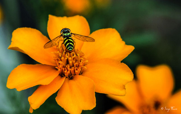 Le syrphe, une mouche déguisée en guêpe Le syrphe ceinturé (Episyrphus balteatus) appartient à la famille des Syrphidés. Bien qu’il s’agisse d’une mouche, cette espèce est trompeuse et se confond avec la guêpe du fait des "ceintures" jaunes et noires