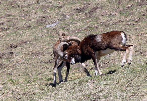 Combat de mouflons au pied du Puy de Sancy - Le Mont Dore - Auvergne - France (Avril 2013)