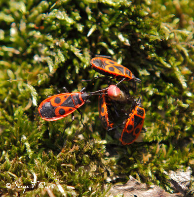 Gendarmes - Pyrrhocore « punaise rouge » - (Pyrrhocoris apterus)
