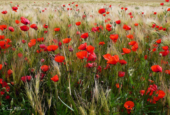 Champ de coquelicot - Baie de Somme - Picardie - France
