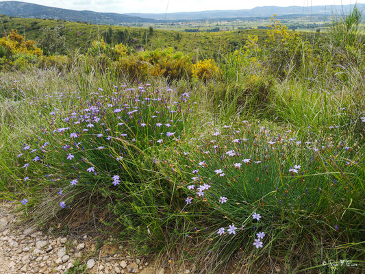 Le Roc des 2 Vierges à Saint Saturnin de Lucian