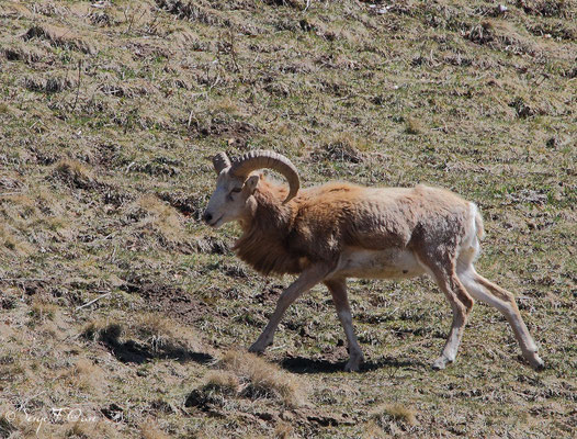 Mouflon mâle albinos au pied du Sancy - Le Mont Dore - Auvergne - France (Avril 2013)