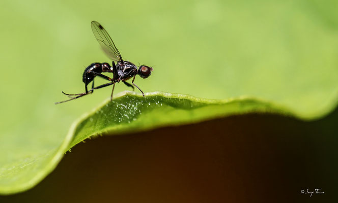 Lasius niger mâle, la fourmi noire des jardins, est une espèce de fourmis cosmopolite de la sous-famille des Formicinae. Très répandue, cette espèce paléarctique et opportuniste est commune en Europe, en Amérique du Nord et en Inde.