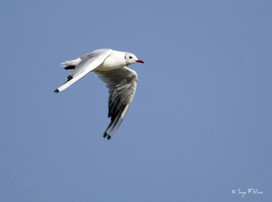 Mouette rieuse en plumage nuptiale (Larus ridibundus) - Anciens marais salants à la Sansouïre (Frontignan - Hérault - France)