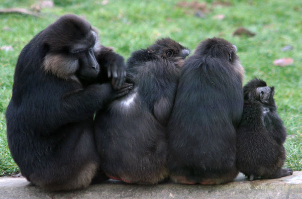 Singes