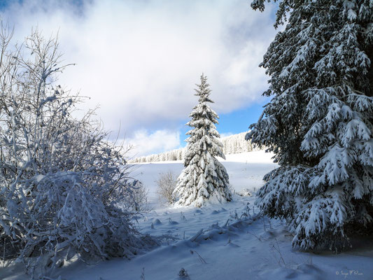 A travers la forêt enneigée - Murat le Quaire - Massif du Sancy - Auvergne - France 