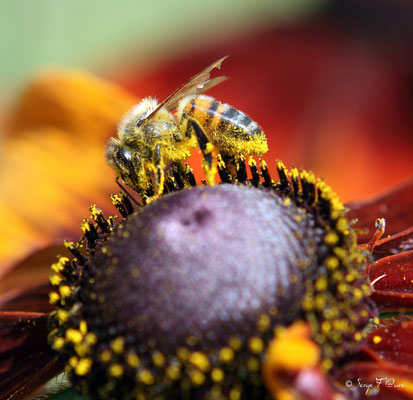 Abeille - Apis mellifera 