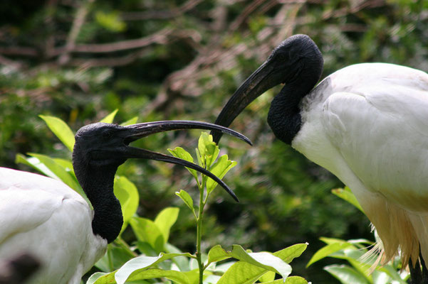 Ibis à coup noir