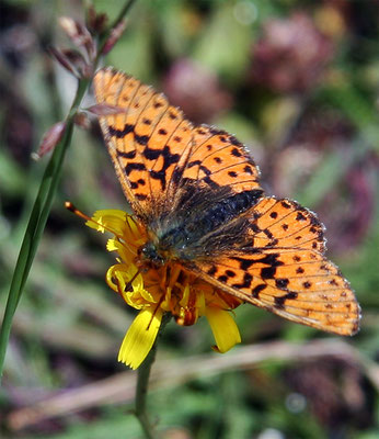 Papillon (lépidoptère) "Le Grand Nacré"  (Argynnis Aglaja)