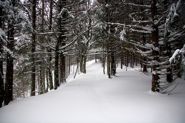 Paysage de neige-Le Mont Dore (Auvergne) Décembre 2005