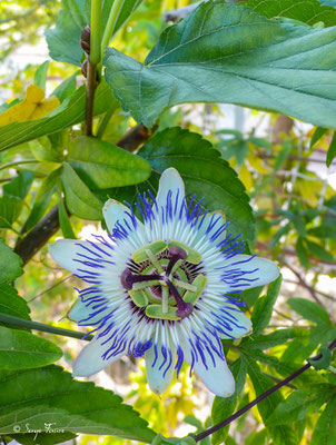 La passiflore officinale (Passiflora incarnata) - Eauze - Gers - Pays de l'Armagnac - France - Sur le chemin de Compostelle 