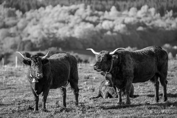 Vaches Salers au champs - Les Croûtes près de Tauves - Massif du Sancy - Auvergne - France