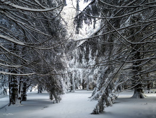 A travers la forêt enneigée - Murat le Quaire - Massif du Sancy - Auvergne - France 