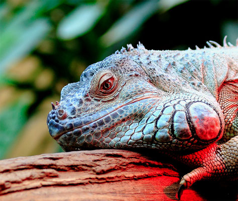 Iguane vert