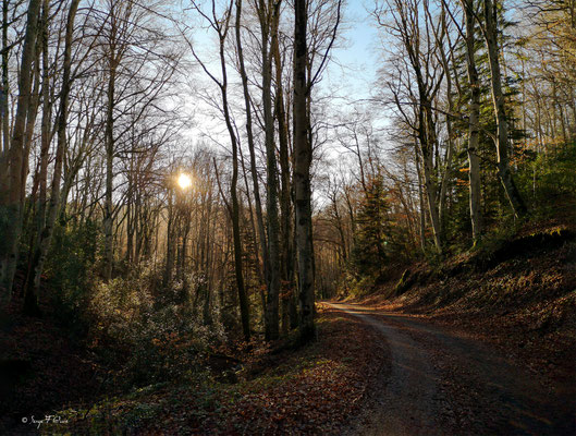 Tout en descendant jusqu'au barrage de la Bourboule par le chemin des Escures Hautes et Basses – commune de Murat-le-Quaire.
