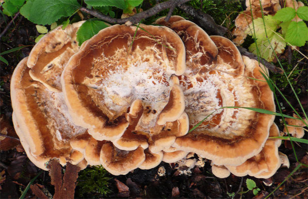 Polypore de couleurs variées (champignon de souche)