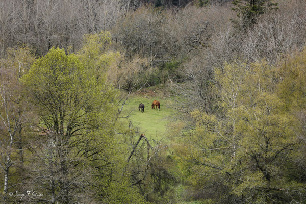 Les chevaux au pré en début de printemps à Murat le Quaire - Massif du Sancy - Auvergne - France