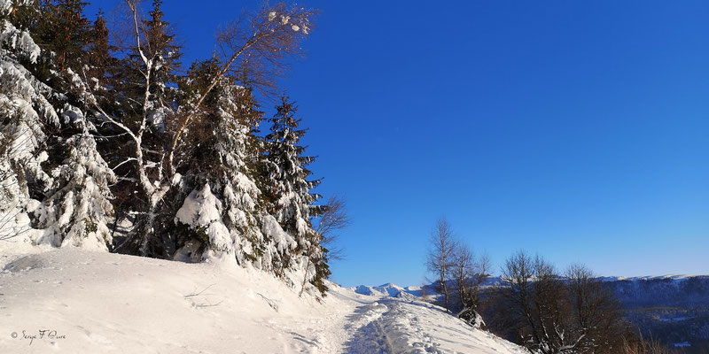 Vue sur le Puy de Sancy du chemin  de la sapinière à Murat le Quaire - Massif du Sancy - Auvergne - France