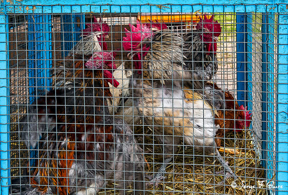Foire de Giat (les volailles) - Auvergne - France (2017)