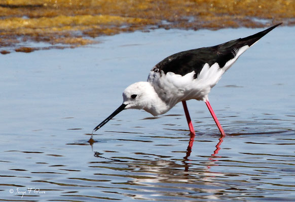 Échasse blanche (Himantopus himantopus) - Anciens marais salants à la Sansouïre (Frontignan - Hérault - France)