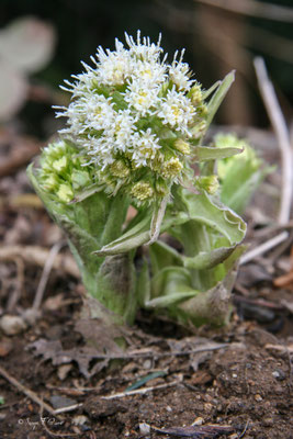 Le pétasite blanc (Petasites albus), est une plante sauvage herbacée vivace de la famille des Astéracées, vivant en milieu humide.