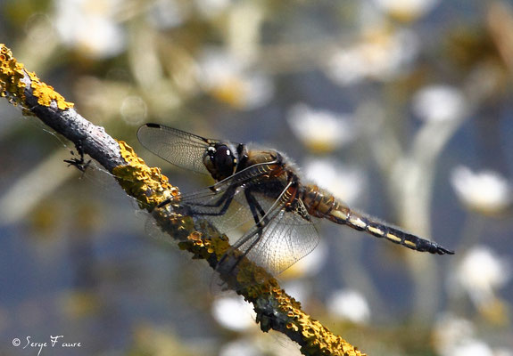 Libellule à quatre taches (Libellula quadrimaculata) mâle - Anisoptère - (Parc ornithologique du Marquenterre) Baie de Somme - Picardie - France