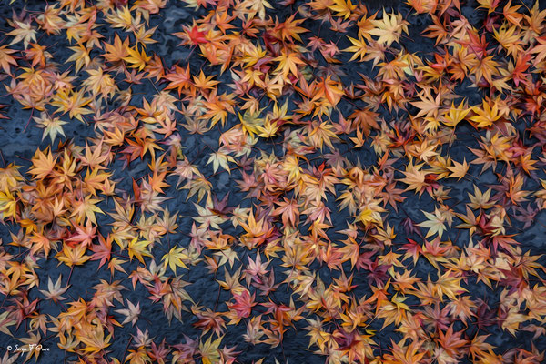 Feuilles d'automne - Photo façon tableau peinture Serge Faure