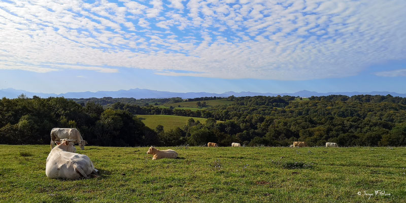 Vaches Blondes d'Aquitaine (Pyrénées) au pré (de Ostabat à St Jean Pied de Port) - France - Sur le chemin de Compostelle