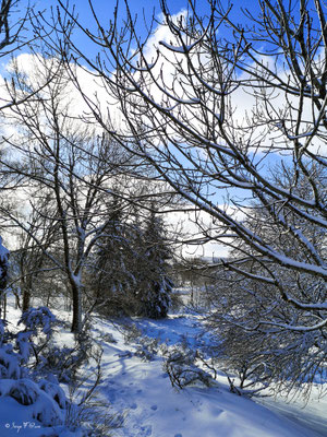 A travers la forêt enneigée - Murat le Quaire - Massif du Sancy - Auvergne - France 