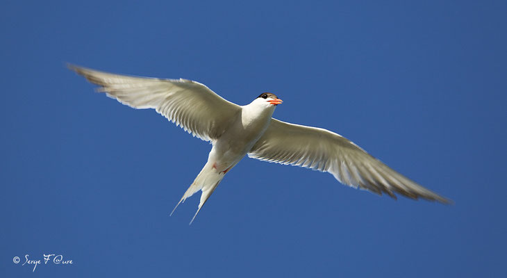 Sterne Pierregarin (Sterna hirundo) - Anciens marais salants à la Sansouïre (Frontignan - Hérault - France)