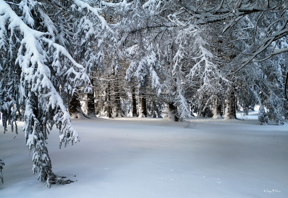 A travers la forêt enneigée - Murat le Quaire - Massif du Sancy - Auvergne - France 