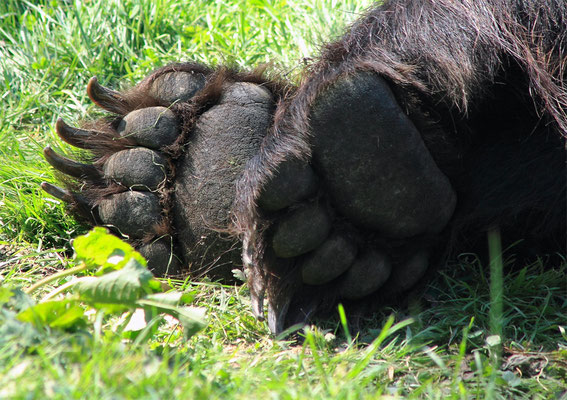 Pattes d'ours