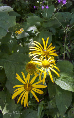 Le doronic d'Autriche "Tabac sauvage" (Doronicum austriacum) est une plante herbacée vivace de la famille des Asteraceae