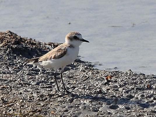 Gravelot à collier interrompu (Charadrius alexandrinus)