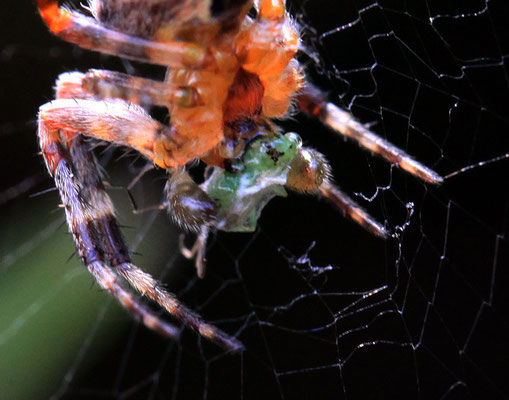Le repas de l'araignée