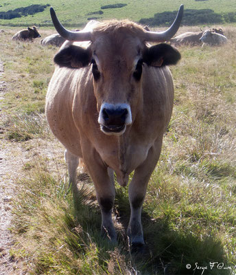 Vache Aubrac sur les crêtes de la Margeride en arrivant à "Le Sauvage" en Gévaudan - France