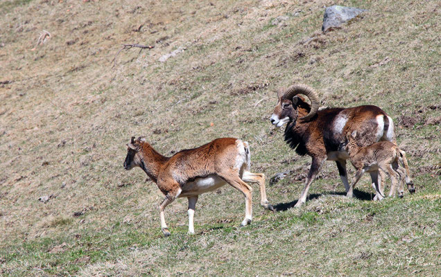 Mouflons au pied du Puy de Sancy - Le Mont Dore - Auvergne - France