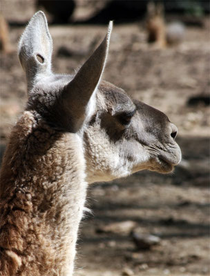 Lama à l'oreille percée