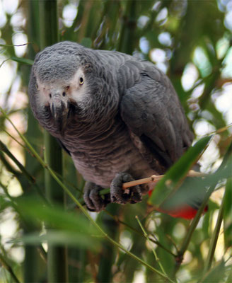 Perroquet jaco ou Gris du Gabon (Psittacus erithacus)