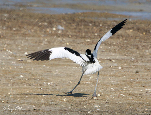 Avocette élégante jouant avec le vent (Recurvirostra avosetta) - Anciens marais salants à la Sansouïre (Frontignan - Hérault - France)