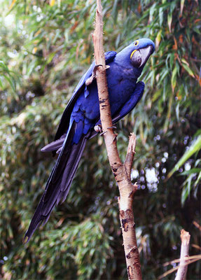 Perroquet Ara Hyacinthe "Ara bleu"