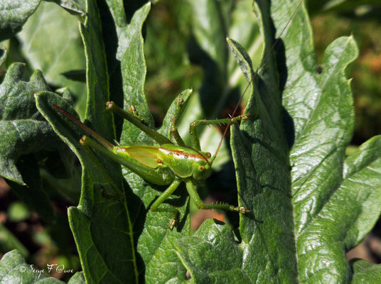 Sauterelle Verte